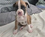 Small Photo #6 Boxer Puppy For Sale in GALLOWAY, NJ, USA