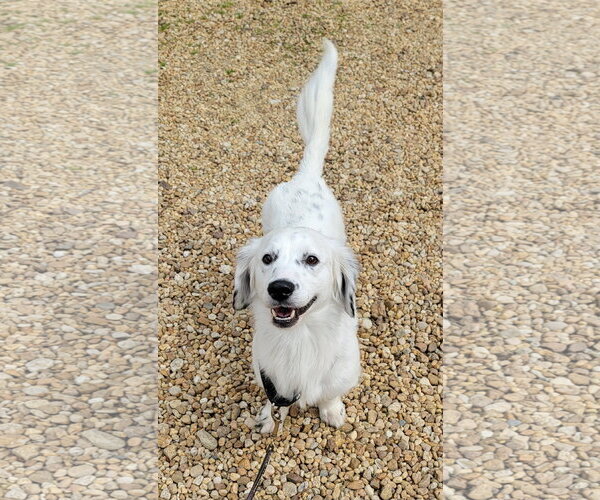 Medium Photo #3 Dachshund-English Setter Mix Puppy For Sale in Lexington Park, MD, USA