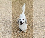 Small #2 Dachshund-English Setter Mix