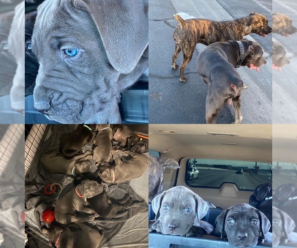 View Ad Cane Corso Puppy for Sale near Nevada, LAS VEGAS, USA. ADN220318