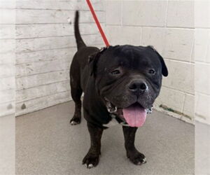 Bullmastiff-Unknown Mix Dogs for adoption in San Bernardino, CA, USA