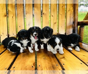 Miniature American Shepherd Puppy for sale in EDEN, NY, USA