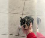 Small Photo #4 French Bulldog Puppy For Sale in IMPERIAL BCH, CA, USA