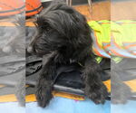 Small #7 Mutt