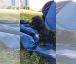 Small Photo #3 Cocker Spaniel Puppy For Sale in WITHEE, WI, USA