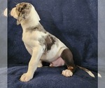 Small #17 Catahoula Leopard Dog