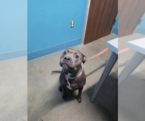 Mutt Dogs for adoption in Houston, TX, USA
