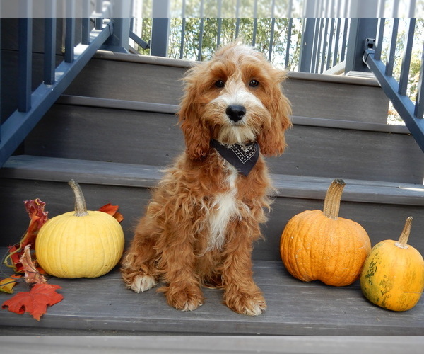 Medium Photo #4 Cavapoo Puppy For Sale in MILLERSBURG, OH, USA