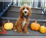 Small Photo #4 Cavapoo Puppy For Sale in MILLERSBURG, OH, USA