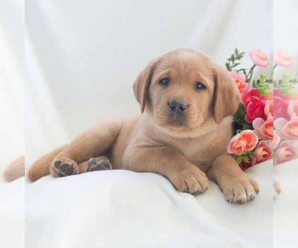 Medium Photo #2 Labrador Retriever Puppy For Sale in GREEN PARK, PA, USA
