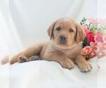 Small #1 Labrador Retriever