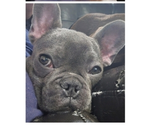 Father of the French Bulldog puppies born on 06/03/2026