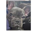 Small Photo #1 French Bulldog Puppy For Sale in CLARKSVILLE, OH, USA