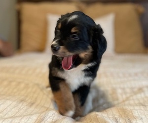 Miniature Australian Shepherd Puppy for sale in BELLVIEW, FL, USA
