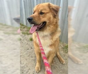 Golden Retriever-Unknown Mix Dogs for adoption in Ventura, CA, USA