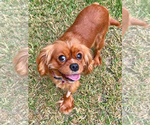 Small #1 Cavalier King Charles Spaniel