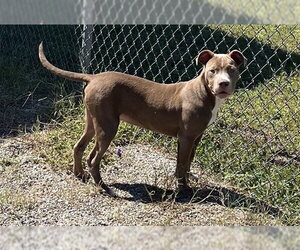 Mutt Dogs for adoption in Augusta, GA, USA