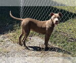 BECKETT - Male Mutt Dog for Adoption - Small photo