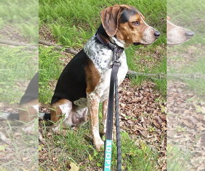 Dewey Sponsored! - Male Bluetick Coonhound Dog for Adoption - Photo #4