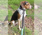 Small Photo #4 Bluetick Coonhound Puppy For Sale in Monterey, VA, USA