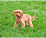 Small #5 Cavapoo (Miniature)