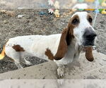 Small #3 Basset Hound