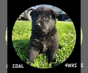 German Shepherd Dog Puppy for sale in BROOKFIELD, MO, USA