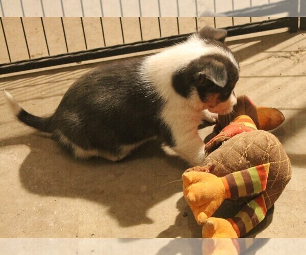 Medium Photo #8 Australian Cattle Dog-Border Collie Mix Puppy For Sale in LEHIGH, IA, USA
