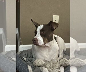 Roscoe - Male Mutt Dog for Adoption - Photo #3