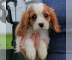 Small #2 Cavalier King Charles Spaniel