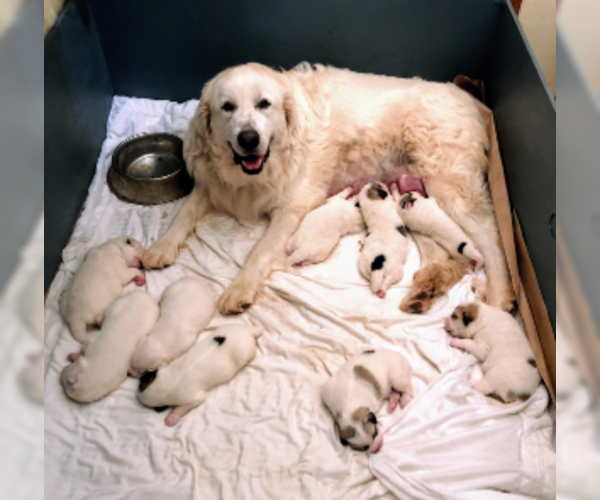 Medium Photo #2 Great Pyrenees Puppy For Sale in CORNVILLE, AZ, USA