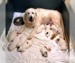 Small Photo #2 Great Pyrenees Puppy For Sale in CORNVILLE, AZ, USA