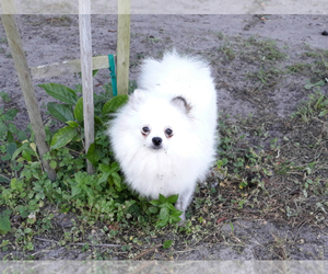 Mother of the Pomeranian puppies born on 11/30/2025