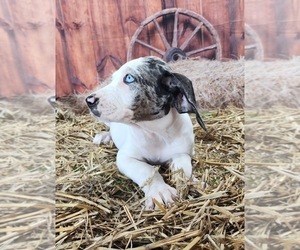 Catahoula Leopard Dog Puppy for sale in CUMBY, TX, USA