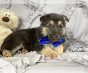 German Shepherd Dog Puppy for sale in LANCASTER, PA, USA