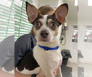 Chihuahua Dogs for adoption in Washington, DC, USA