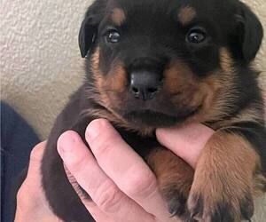 Rottweiler Puppy for sale in SPRINGFIELD, MO, USA