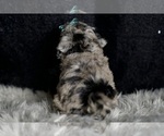 Small #6 Maltipoo