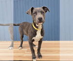 Small #1 American Pit Bull Terrier Mix
