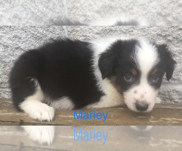 Medium Photo #8 Australian Shepherd Puppy For Sale in ARBA, IN, USA
