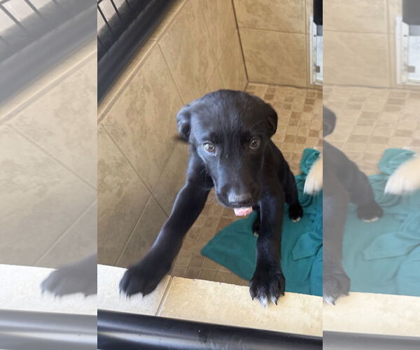Medium Photo #3 Labrador Retriever-Unknown Mix Puppy For Sale in Pottstown, PA, USA