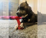 Small #8 American Pit Bull Terrier Mix