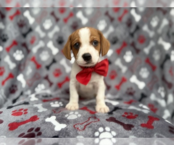 Medium Photo #11 Cavalier King Charles Spaniel-Jack Russell Terrier Mix Puppy For Sale in LAKELAND, FL, USA
