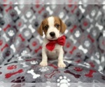 Small #10 Cavalier King Charles Spaniel-Jack Russell Terrier Mix