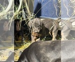 Small #7 Doberman Pinscher