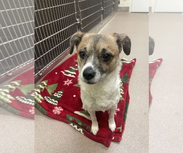 Medium Photo #13 Jack Russell Terrier-Unknown Mix Puppy For Sale in Chester, NJ, USA