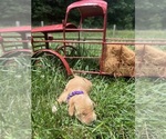 Small #6 Golden Retriever