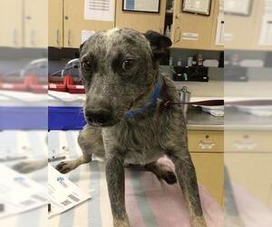 Mutt Dogs for adoption in Riverside, CA, USA