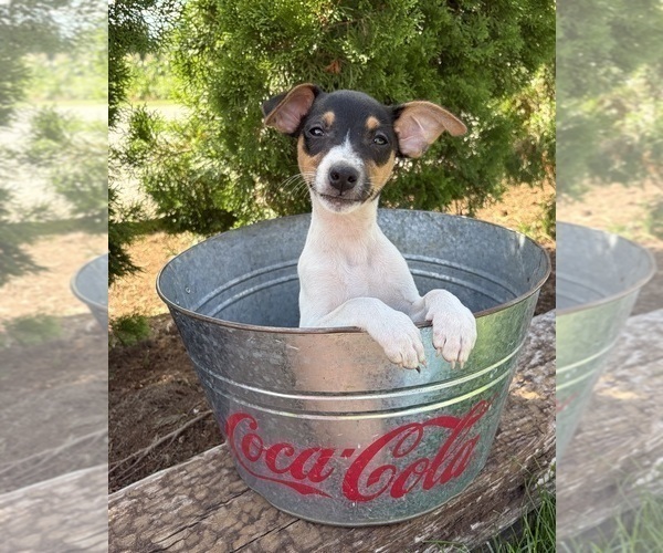 Medium Photo #2 Jack-Rat Terrier Puppy For Sale in MIDDLEBURY, IN, USA