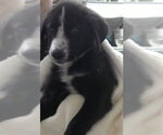 Small Siberian Husky Mix